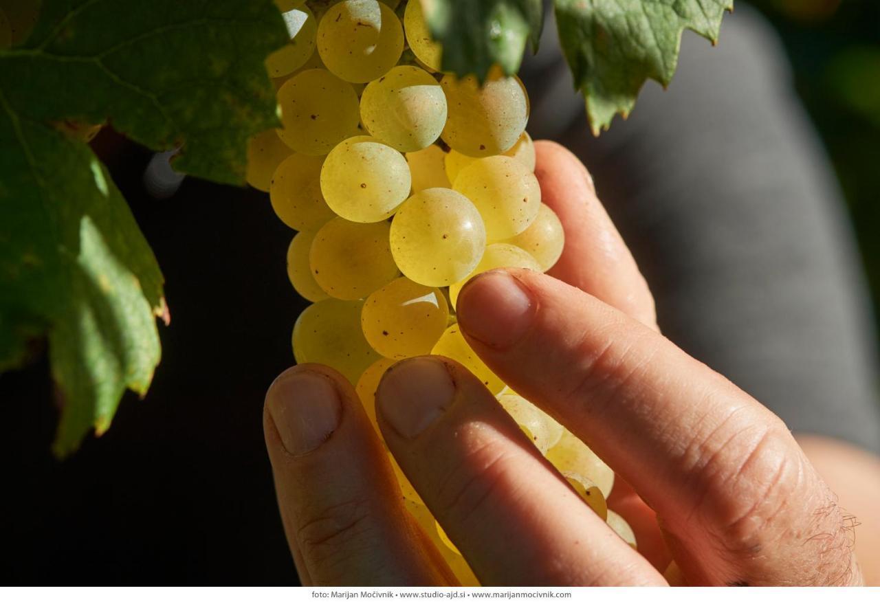 Apartament Wine Grower'S Mansion Zlati Gric Slovenske Konjice Zewnętrze zdjęcie